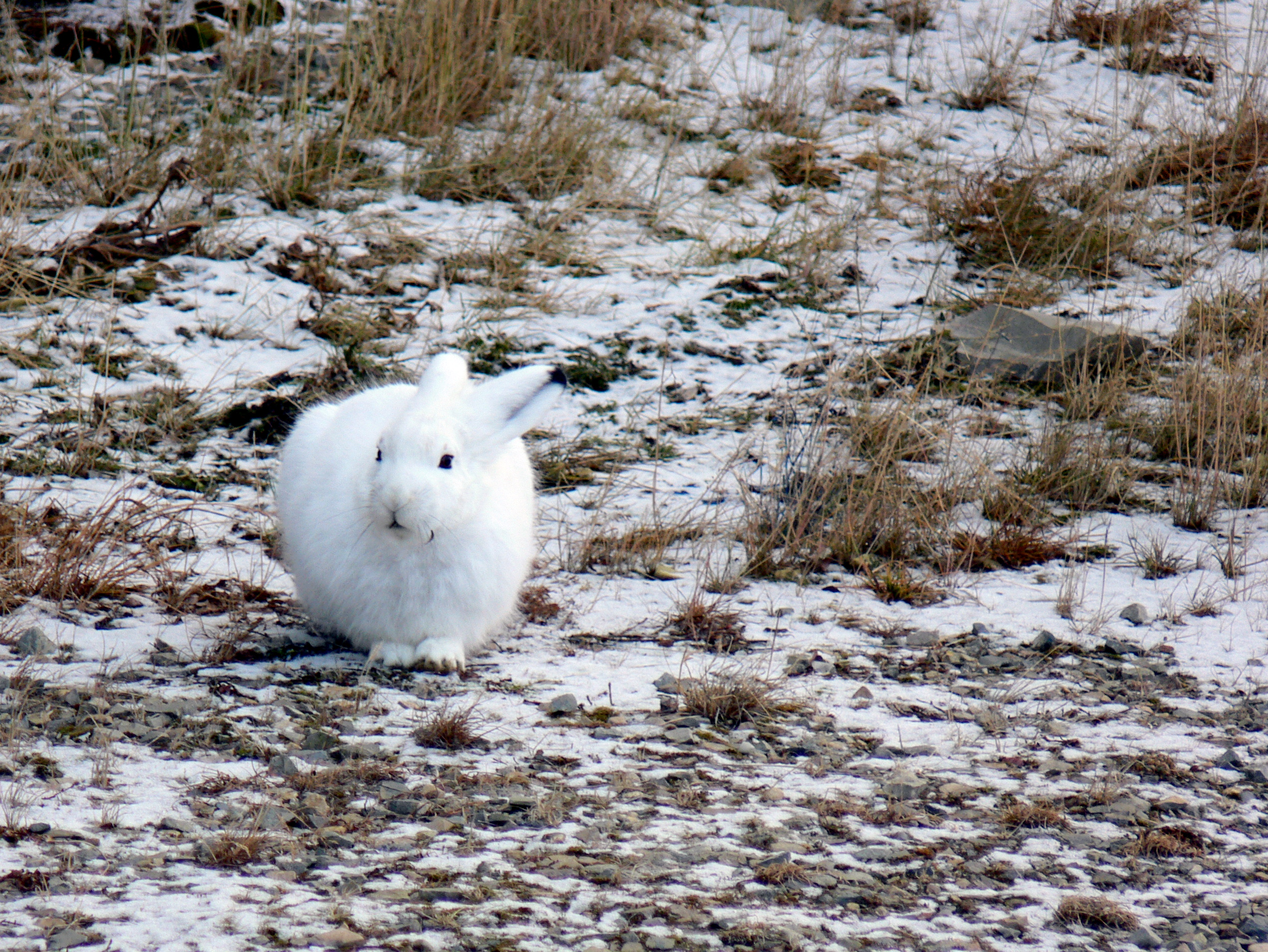 ホッキョクウサギ