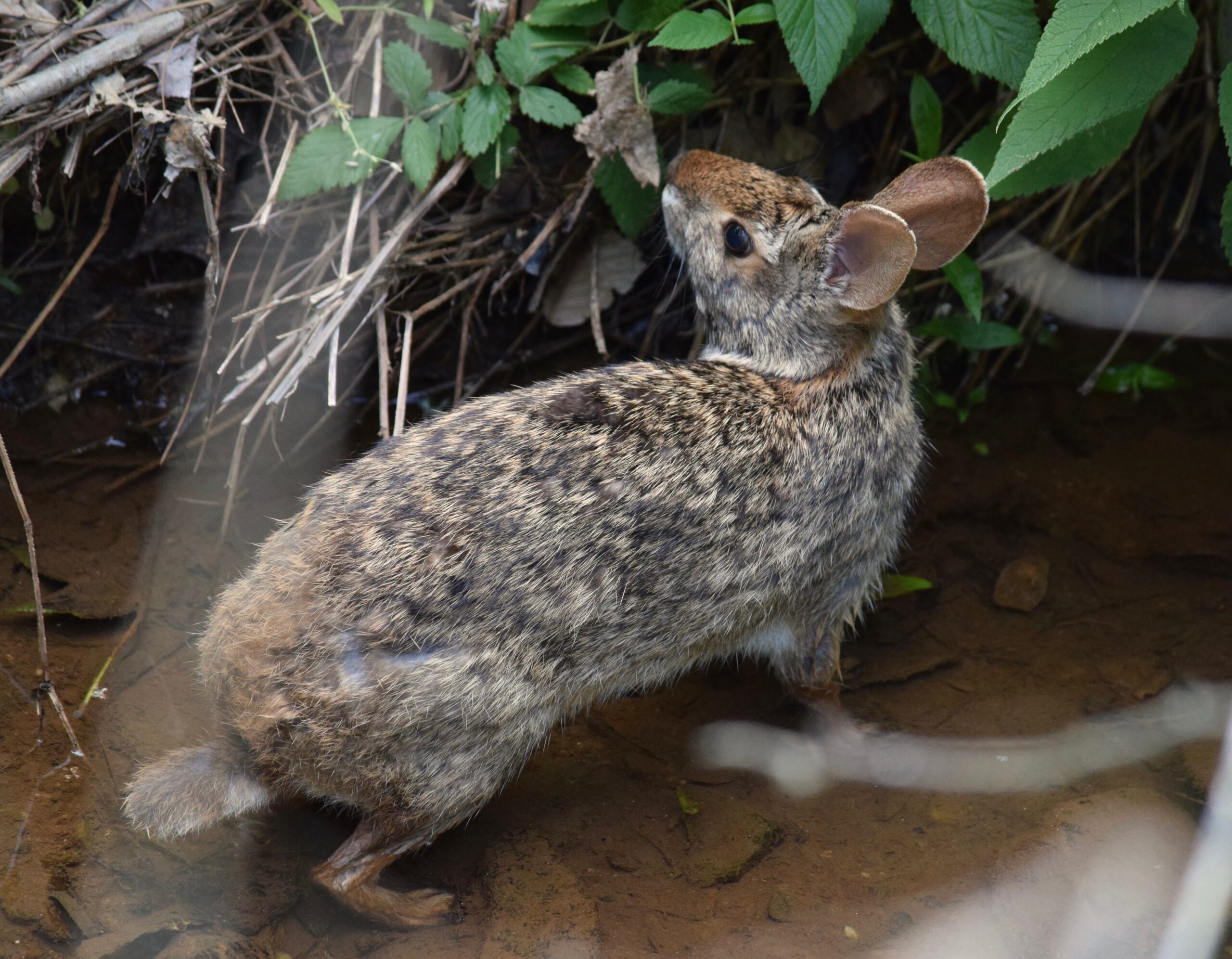 ヌマチウサギ