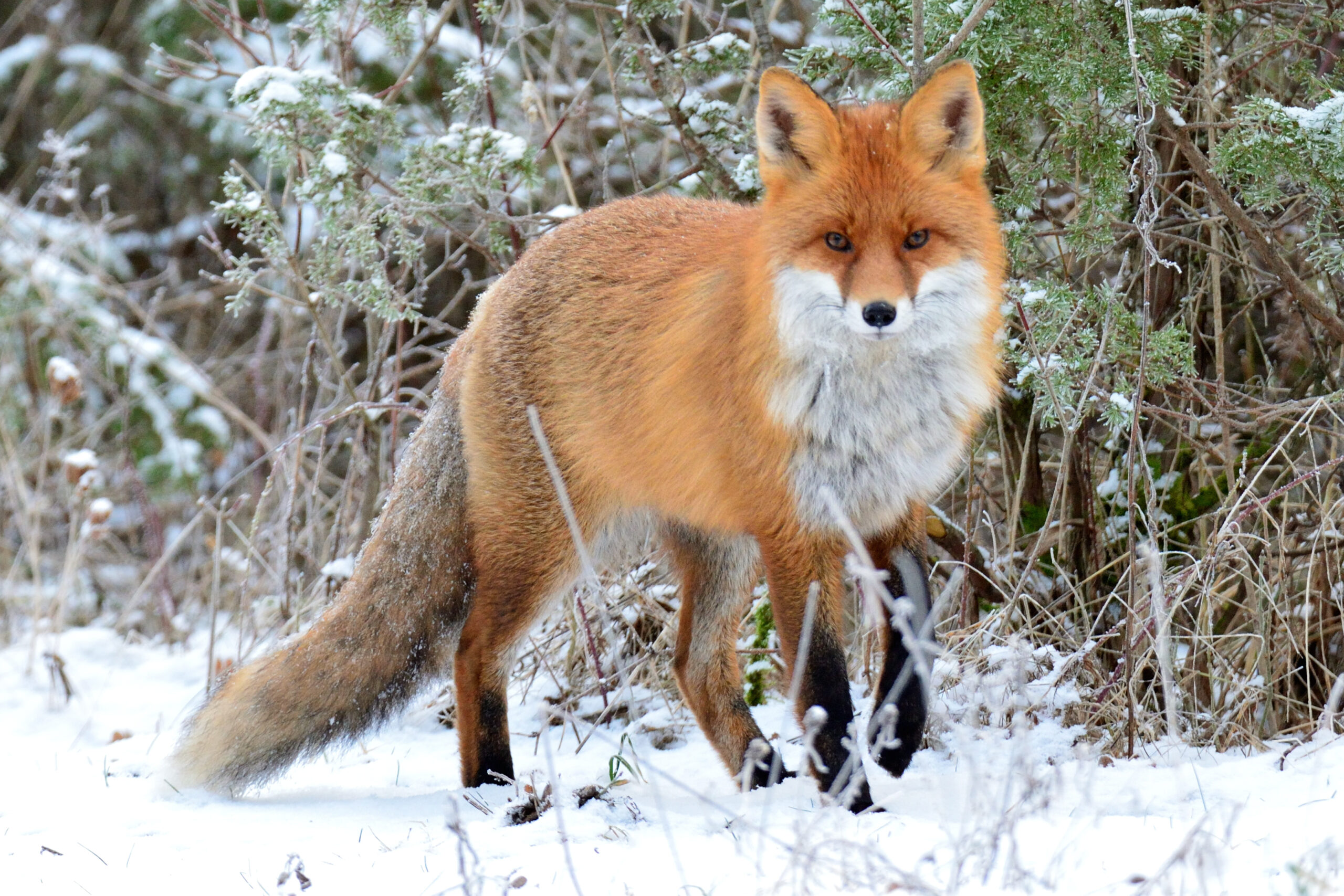 アカギツネ