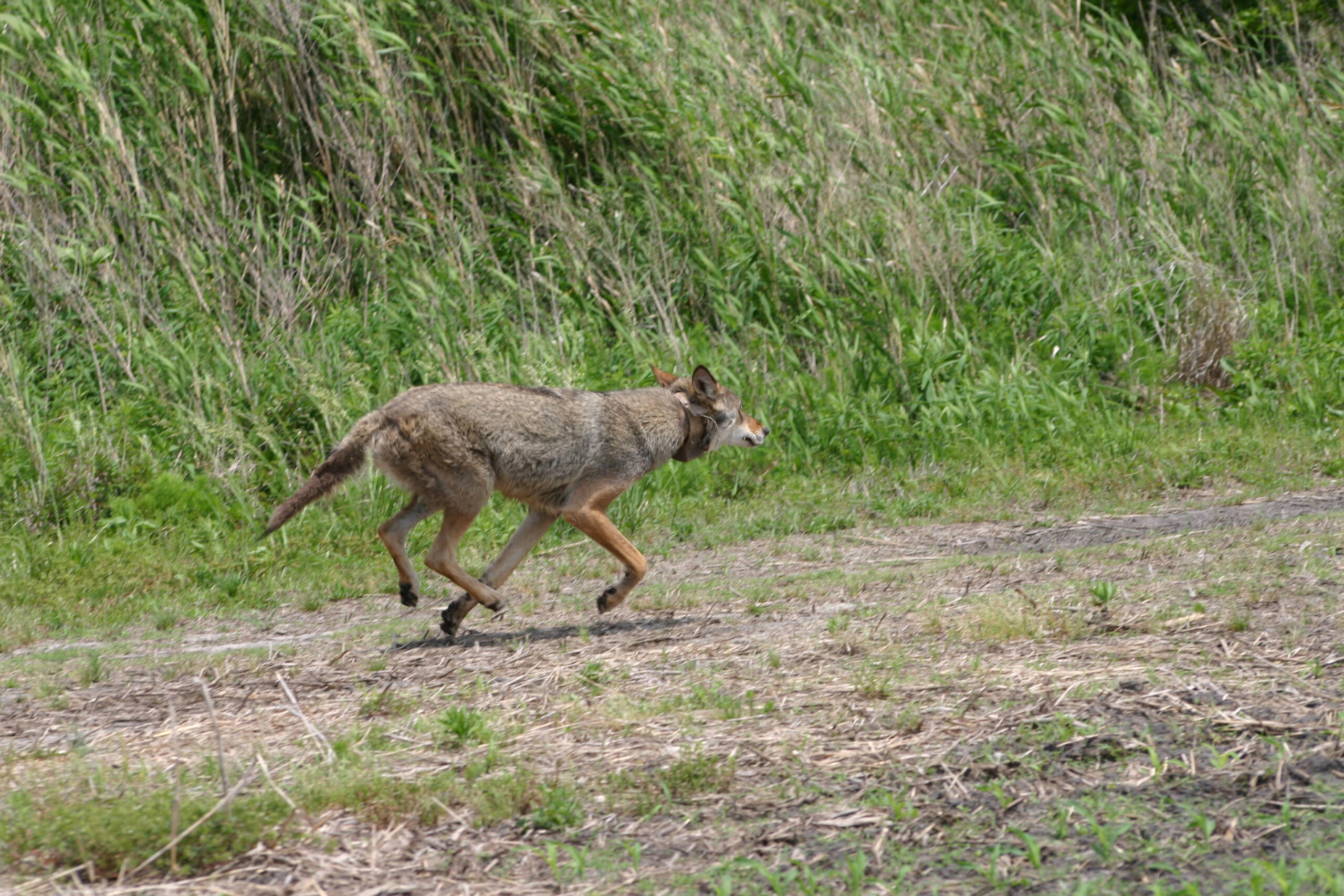 アメリカアカオオカミ