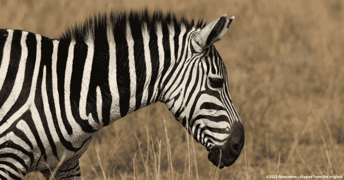 サバンナシマウマ