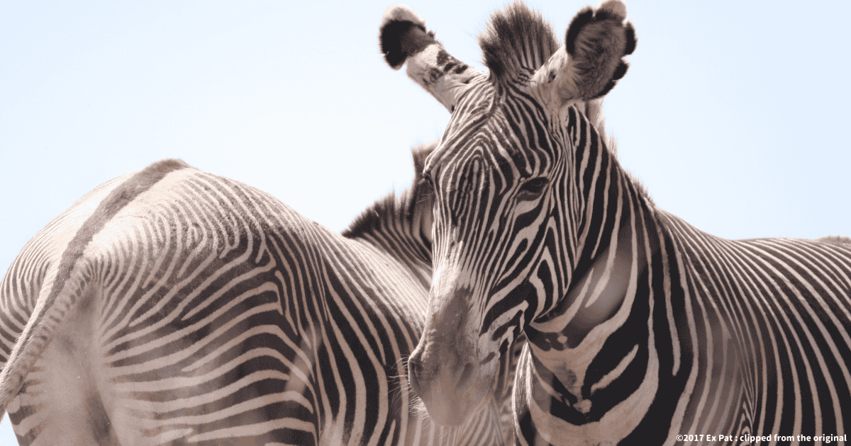 グレビーシマウマ