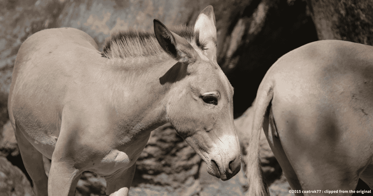 アフリカノロバ