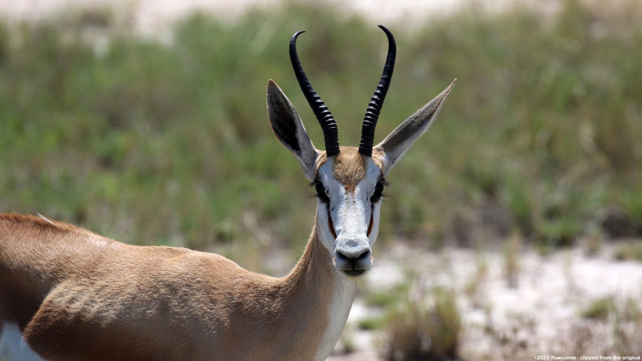 スプリングボック Web生き物図鑑