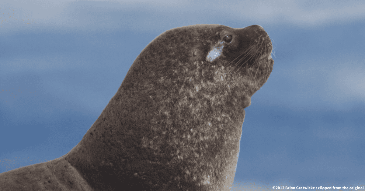 ミナミアメリカオットセイ
