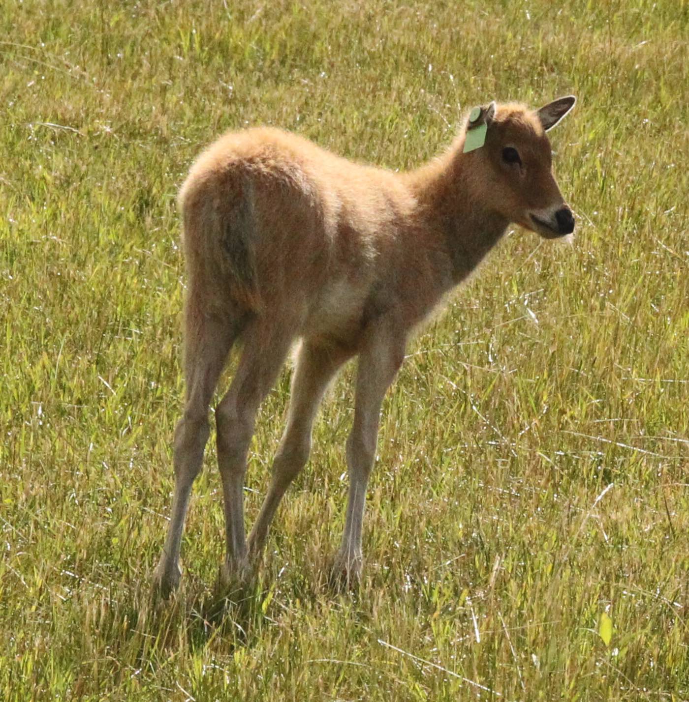 シフゾウ