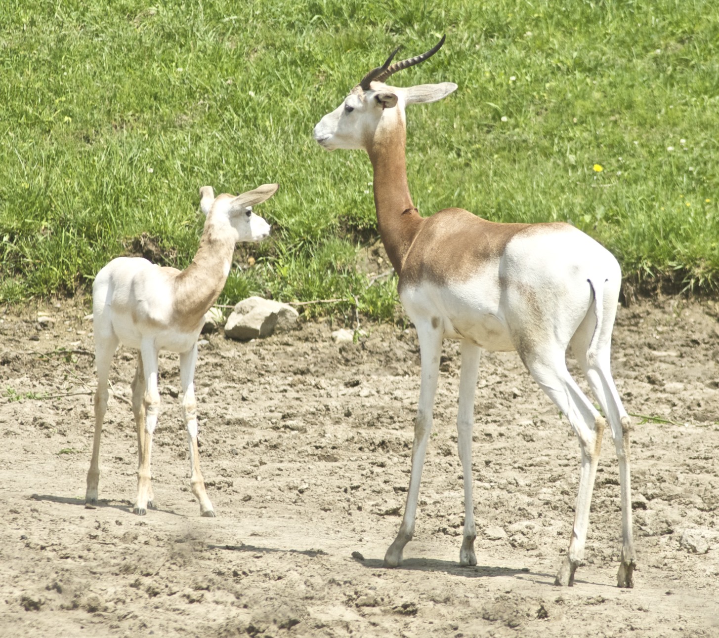 ダマガゼル
