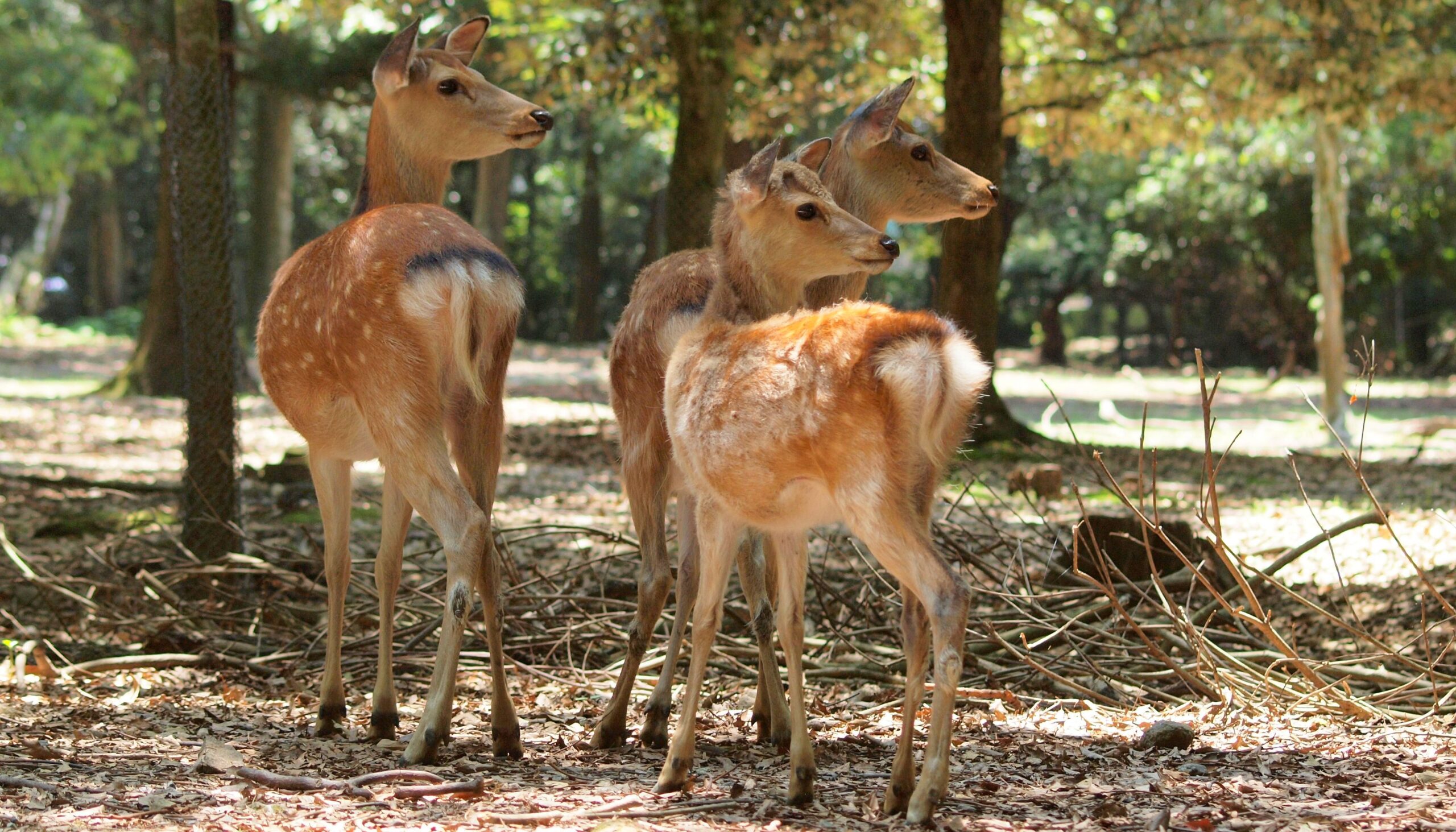 ニホンジカ