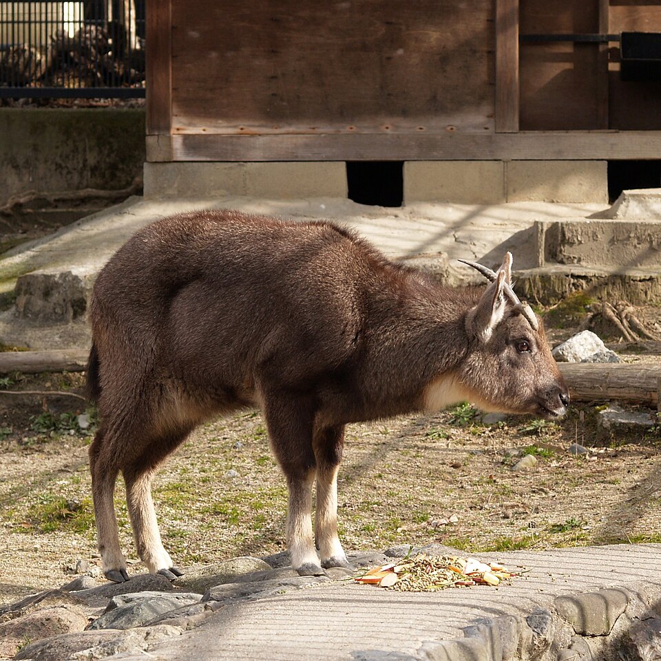ゴーラル