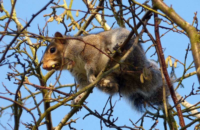 トウブハイイロリス