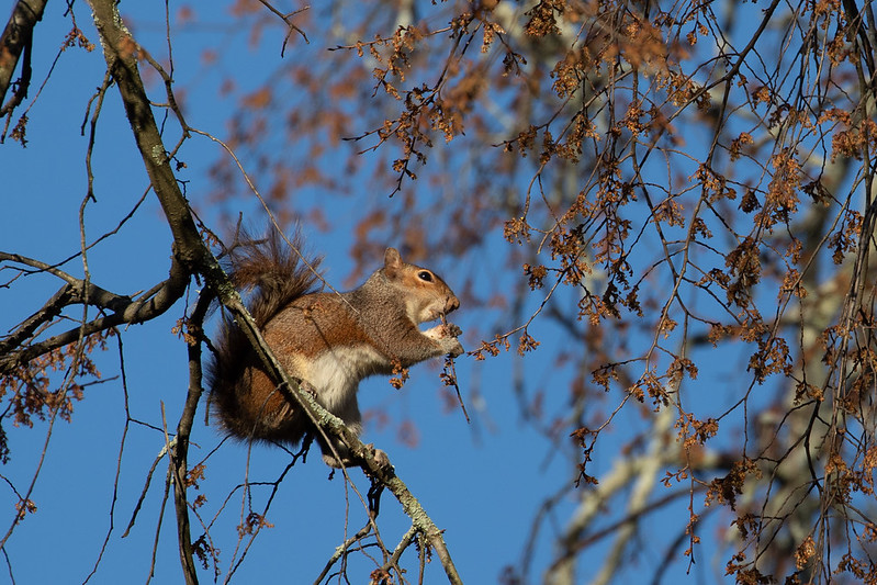 トウブハイイロリス