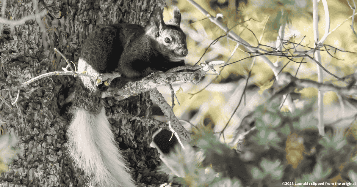 アーベルトリス