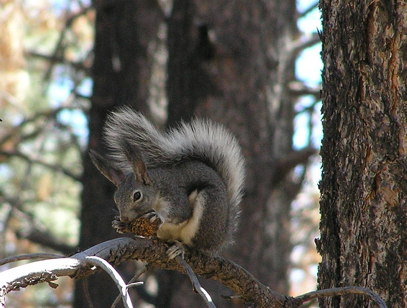 アーベルトリス