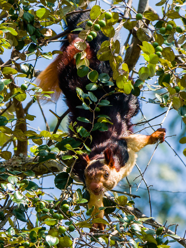 インドオオリス