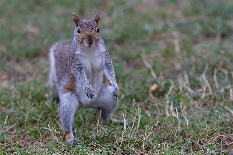 トウブハイイロリス