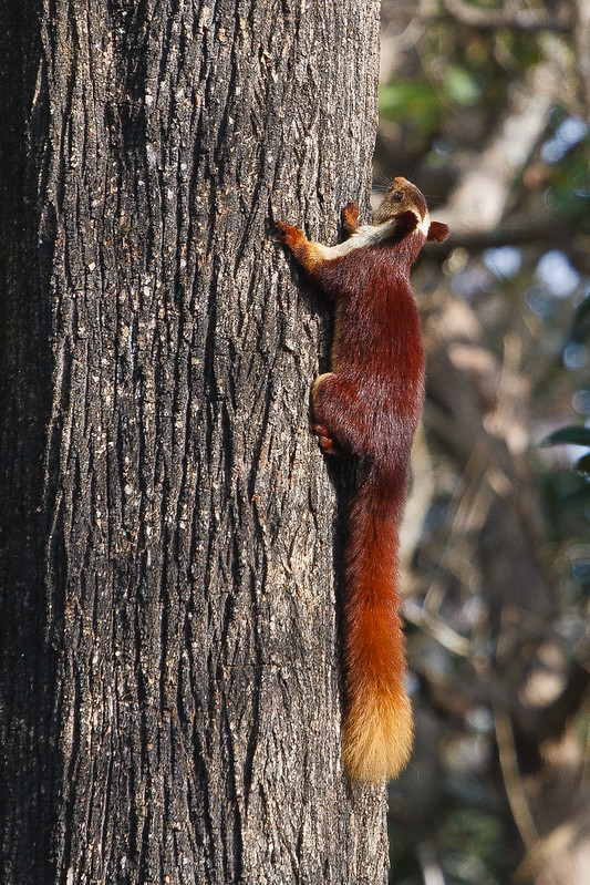 インドオオリス