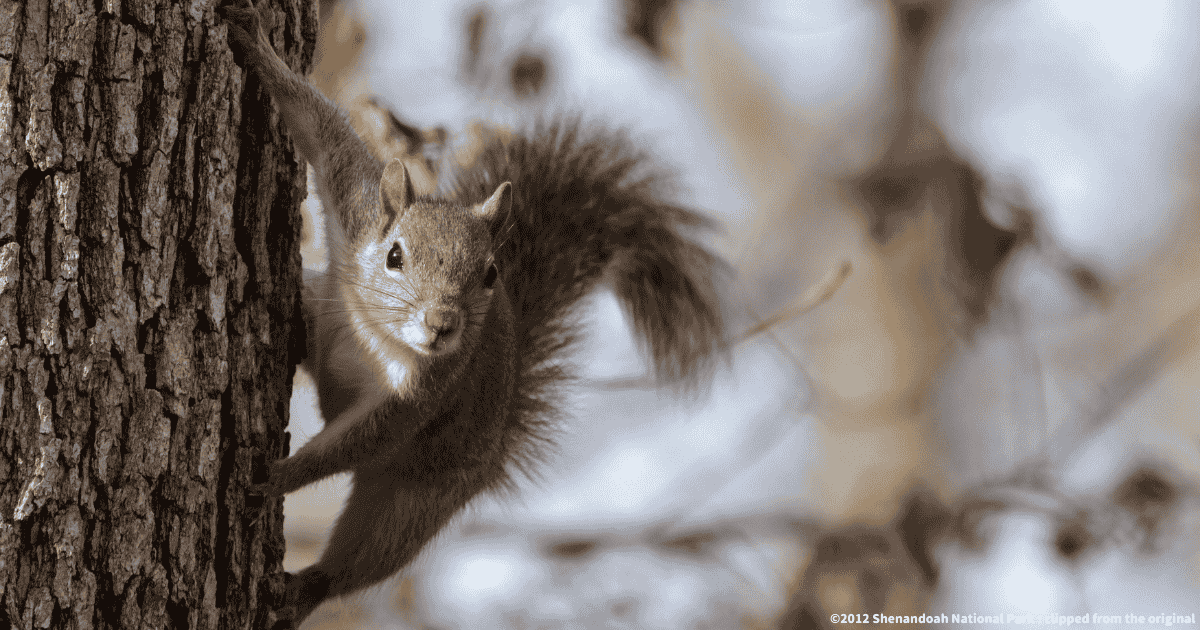トウブハイイロリス