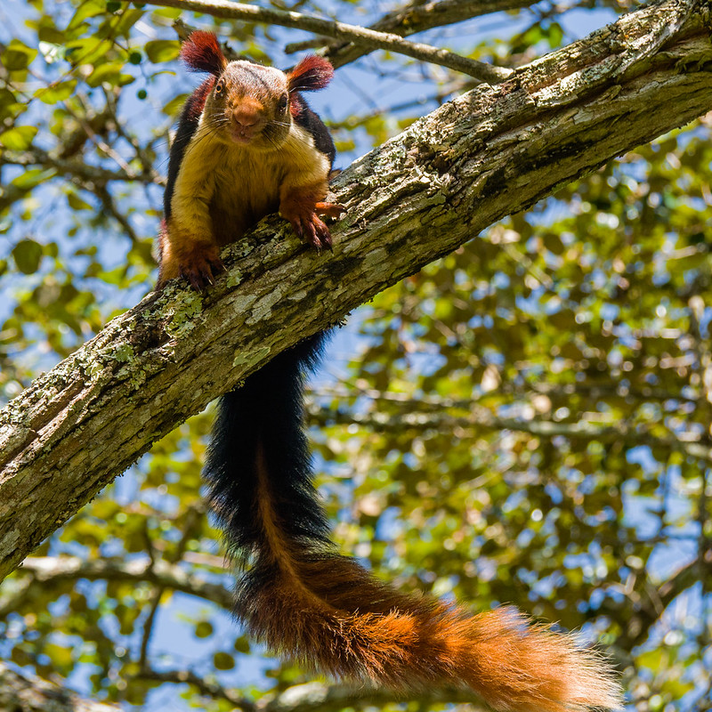 インドオオリス