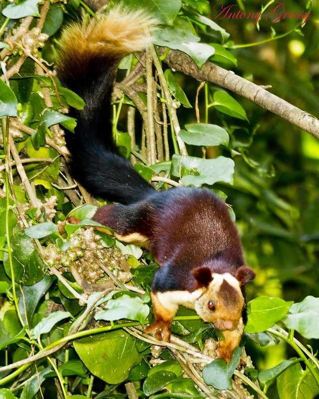 インドオオリス