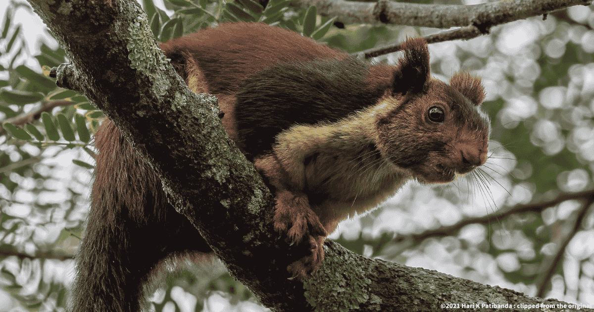 インドオオリス