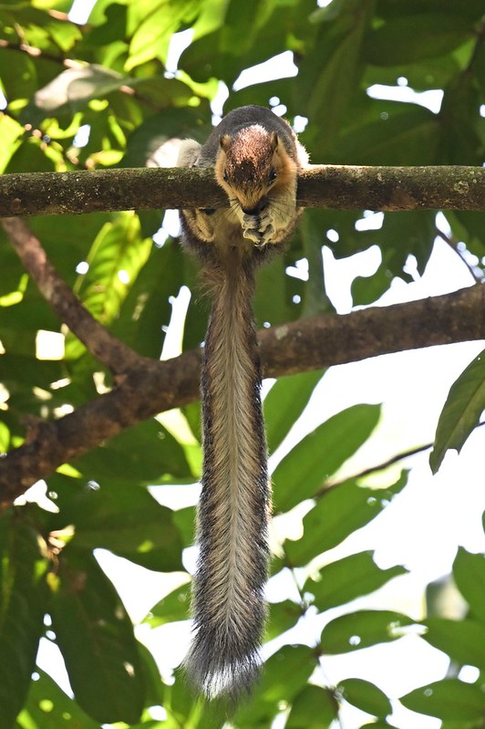 クリームオオリス