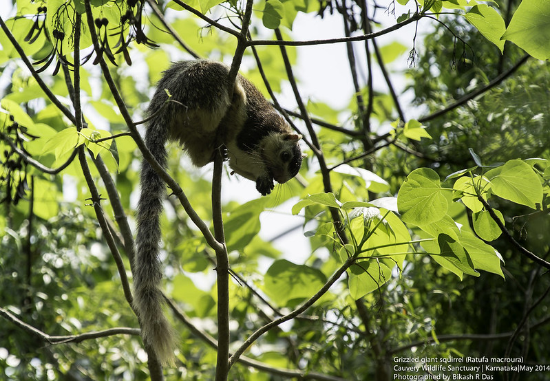 シモフリオオリス