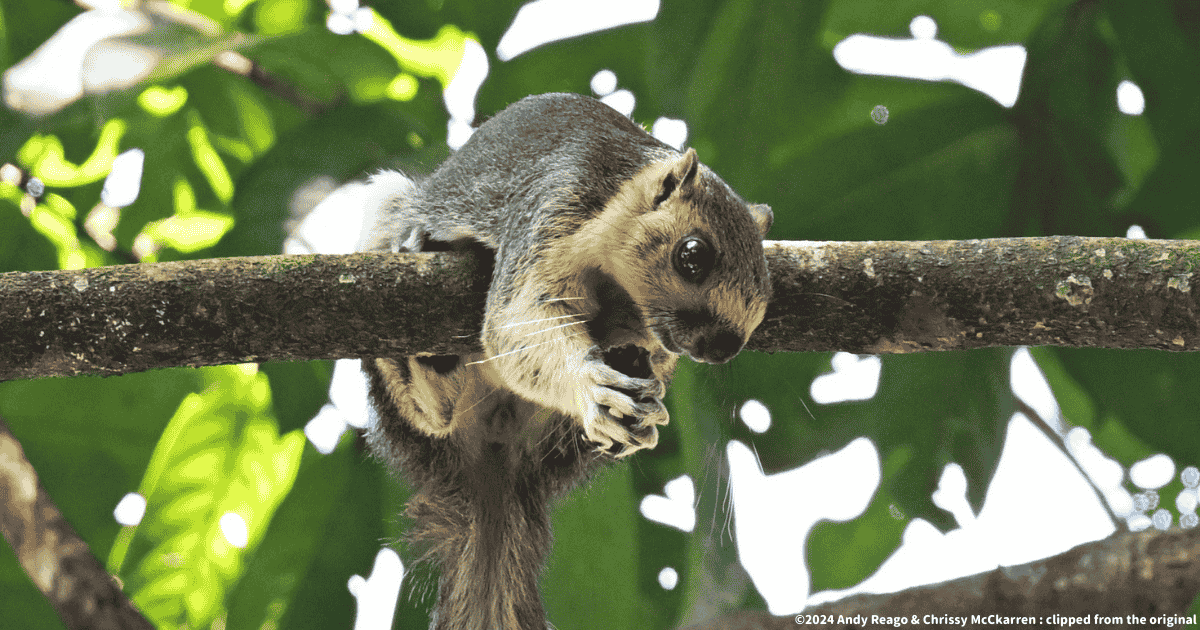 クリームオオリス