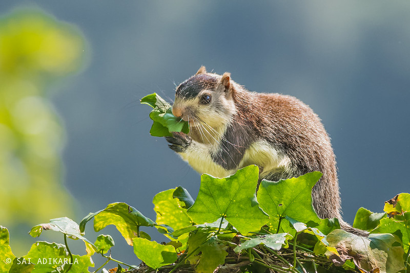 シモフリオオリス