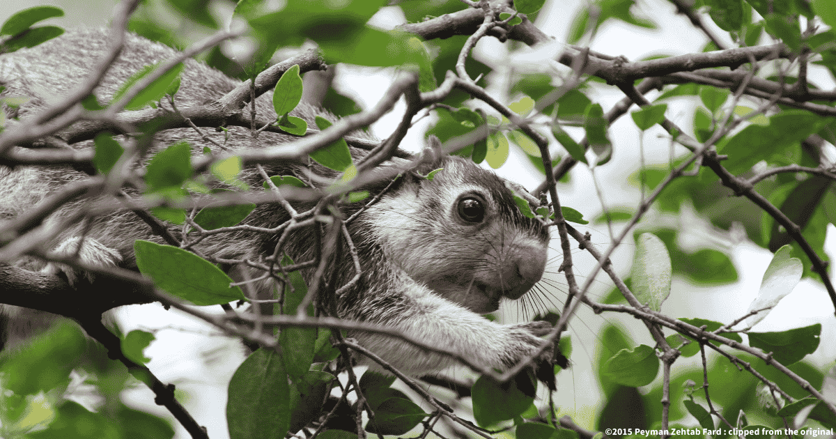 シモフリオオリス