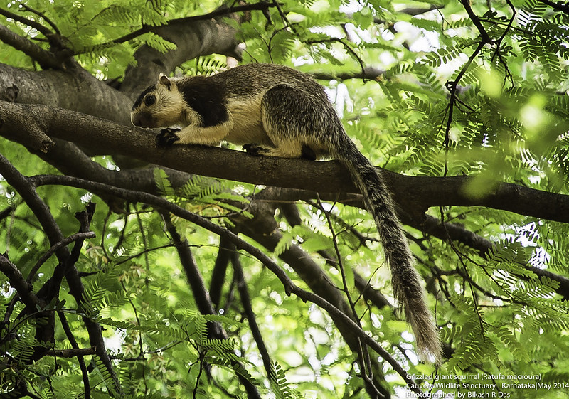 シモフリオオリス