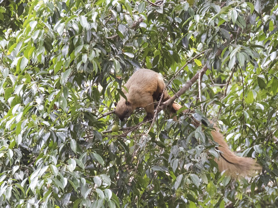 クリームオオリス