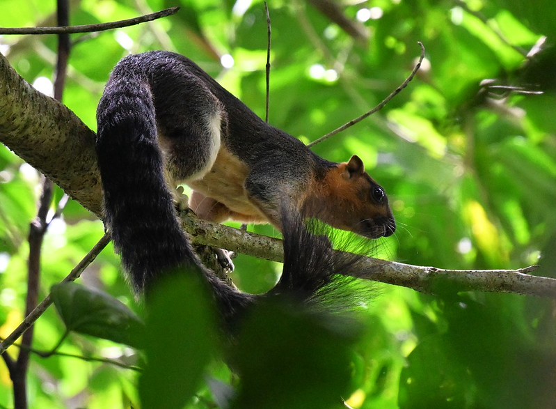 クリームオオリス