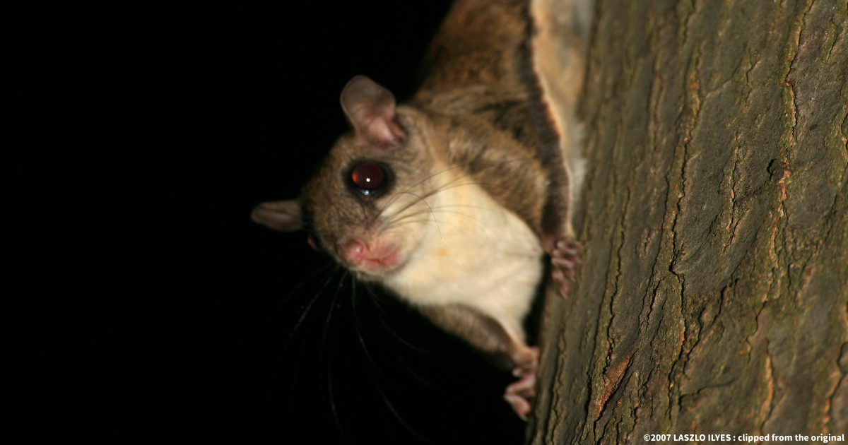 アメリカモモンガ