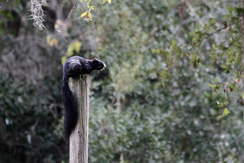 トウブキツネリス