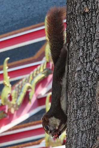 フィンレイソンリス