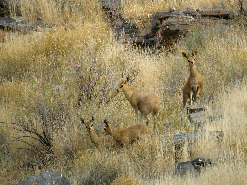 クリップスプリンガー