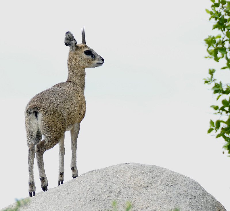 クリップスプリンガー