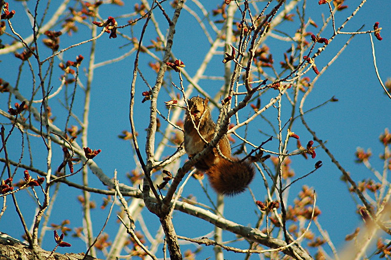 トウブキツネリス