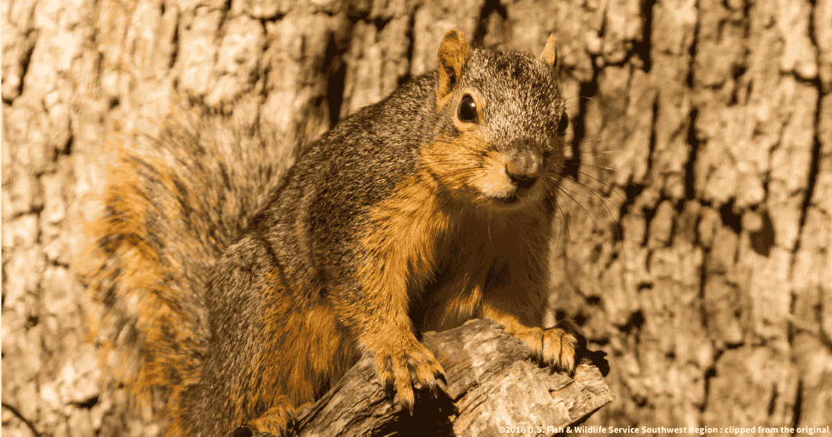 トウブキツネリス