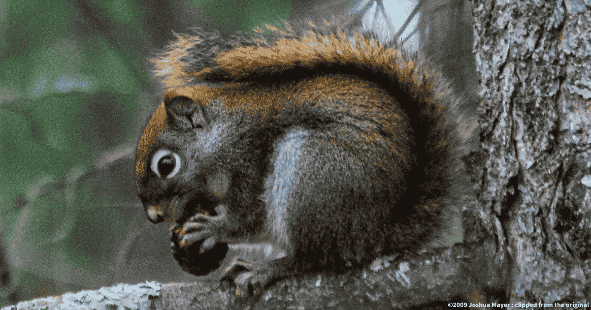 アメリカアカリス