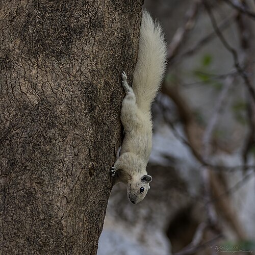 フィンレイソンリス