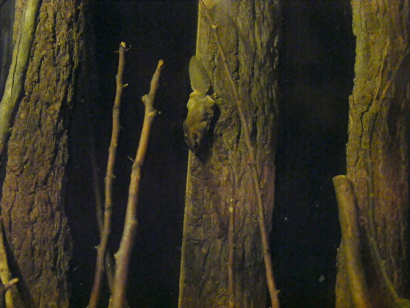 アメリカモモンガ