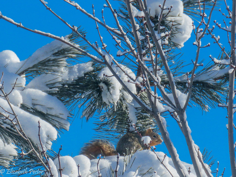 トウブキツネリス
