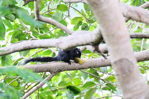 フィンレイソンリス