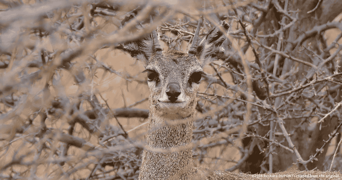 クリップスプリンガー