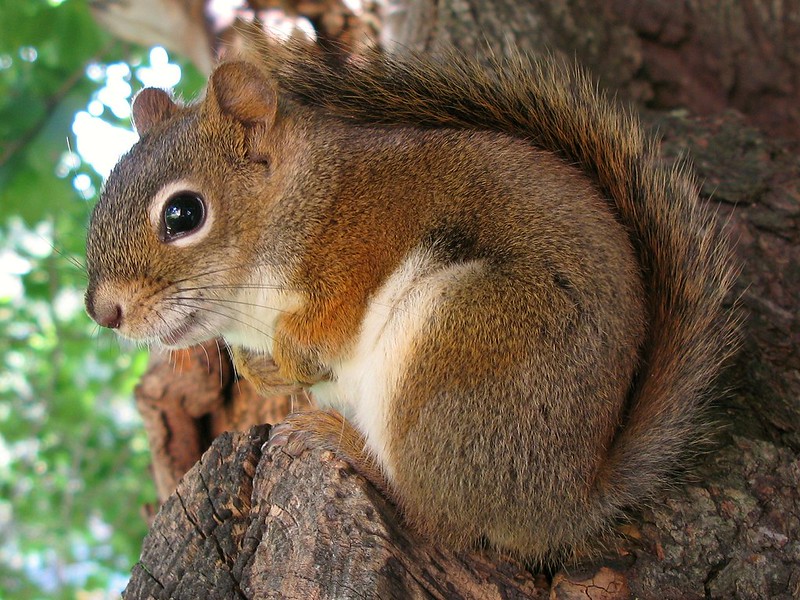 アメリカアカリス