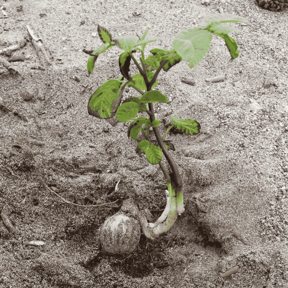 発芽したオニグルミ