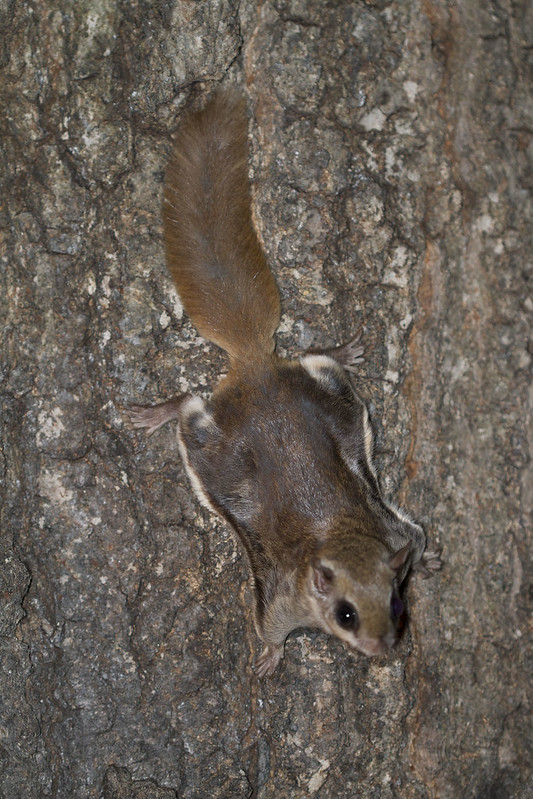アメリカモモンガ