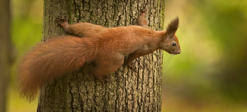 11月のキタリス