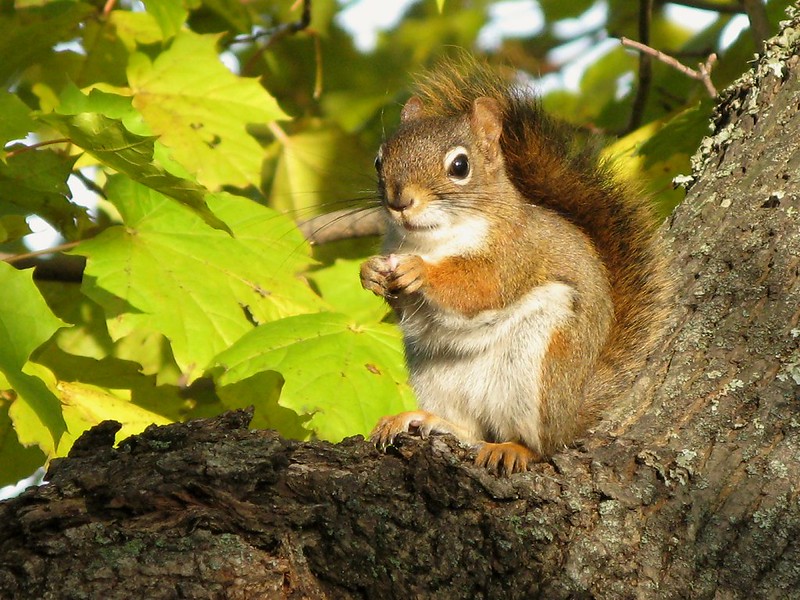 アメリカアカリス
